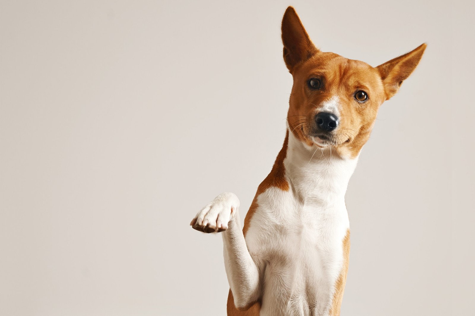 Marketing para pet shop com atendimento ao tutor e ao cão