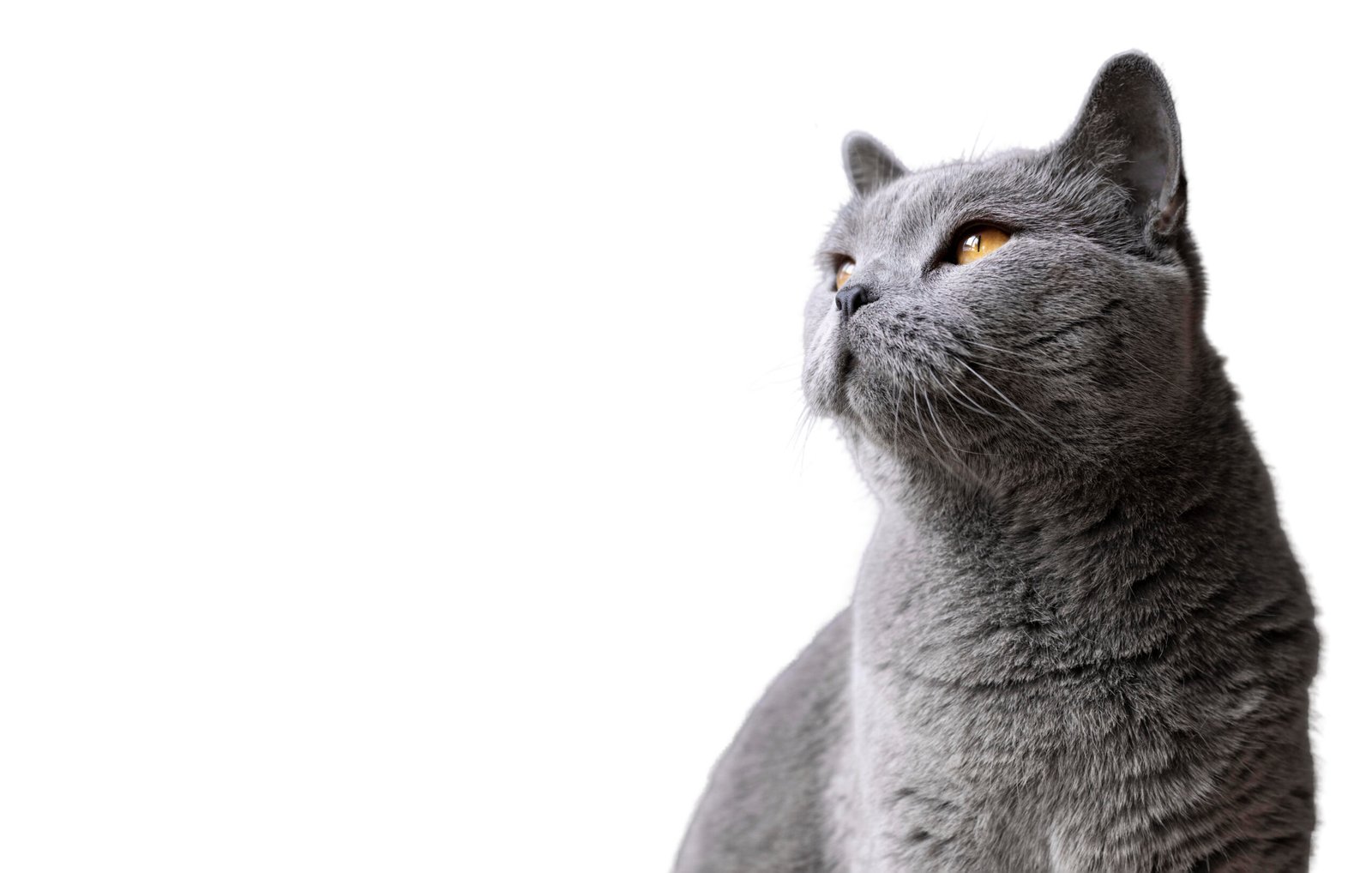 Marketing para pet shop: gato cinza em pet shop